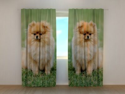 Fotovorhang Brown Pomeranian Dogs