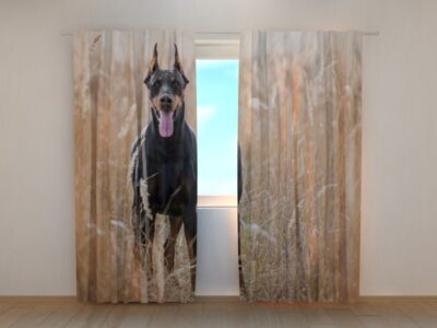 Fotovorhang Doberman Pinscher in the Golden Grass