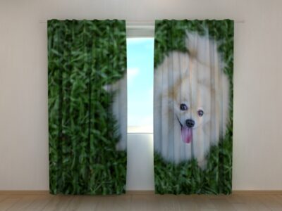 Fotovorhang Happy Pomeranian Dog