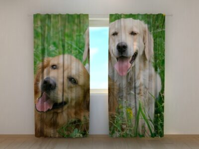 Fotovorhang Labradors Retrievers in the Meadow