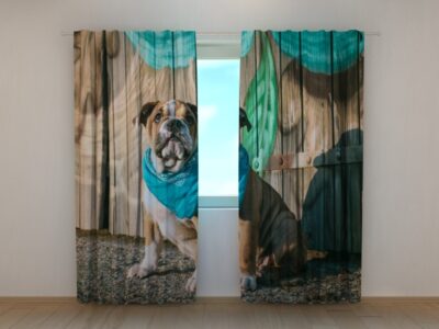 Fotovorhang Stylish English Bulldog Puppy